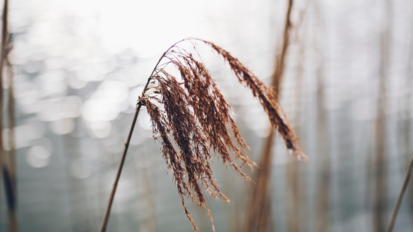 The Bruised Reed | Fownhope Benefice